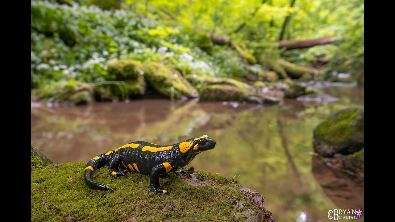 Into the Forest-The secret Wildlife of Europe