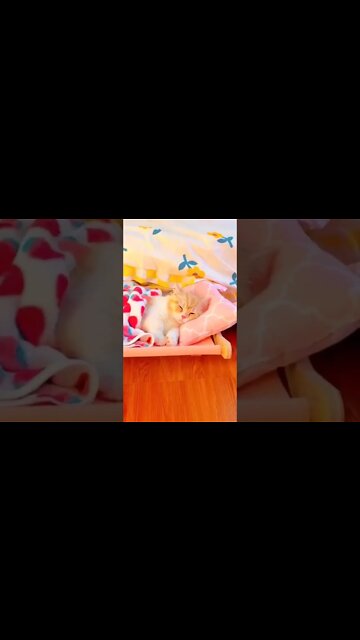 Best gift for your cat