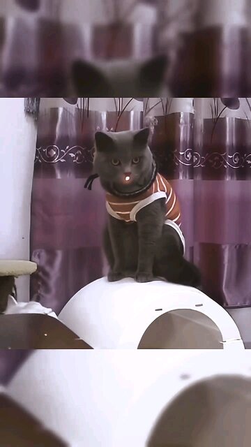 laser vs cat #laser #cat #funny