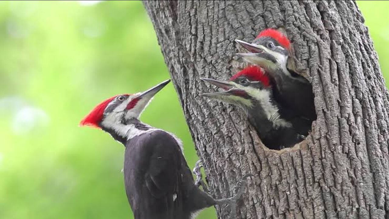 Woodpecker Making Nest in Trees