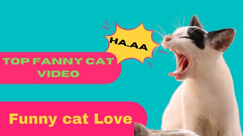 Top Fanny cat video/ Fanny cat Love animal