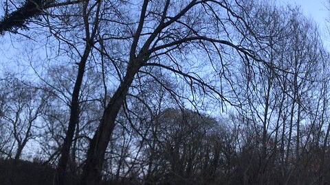 Wales 🏴󠁧󠁢󠁷󠁬󠁳󠁿🇬🇧 beautiful birds singing by the river 07/04/2023