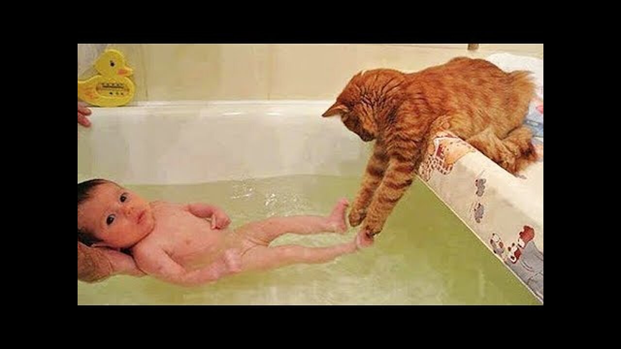 Most funny cats videos ever 2023😺