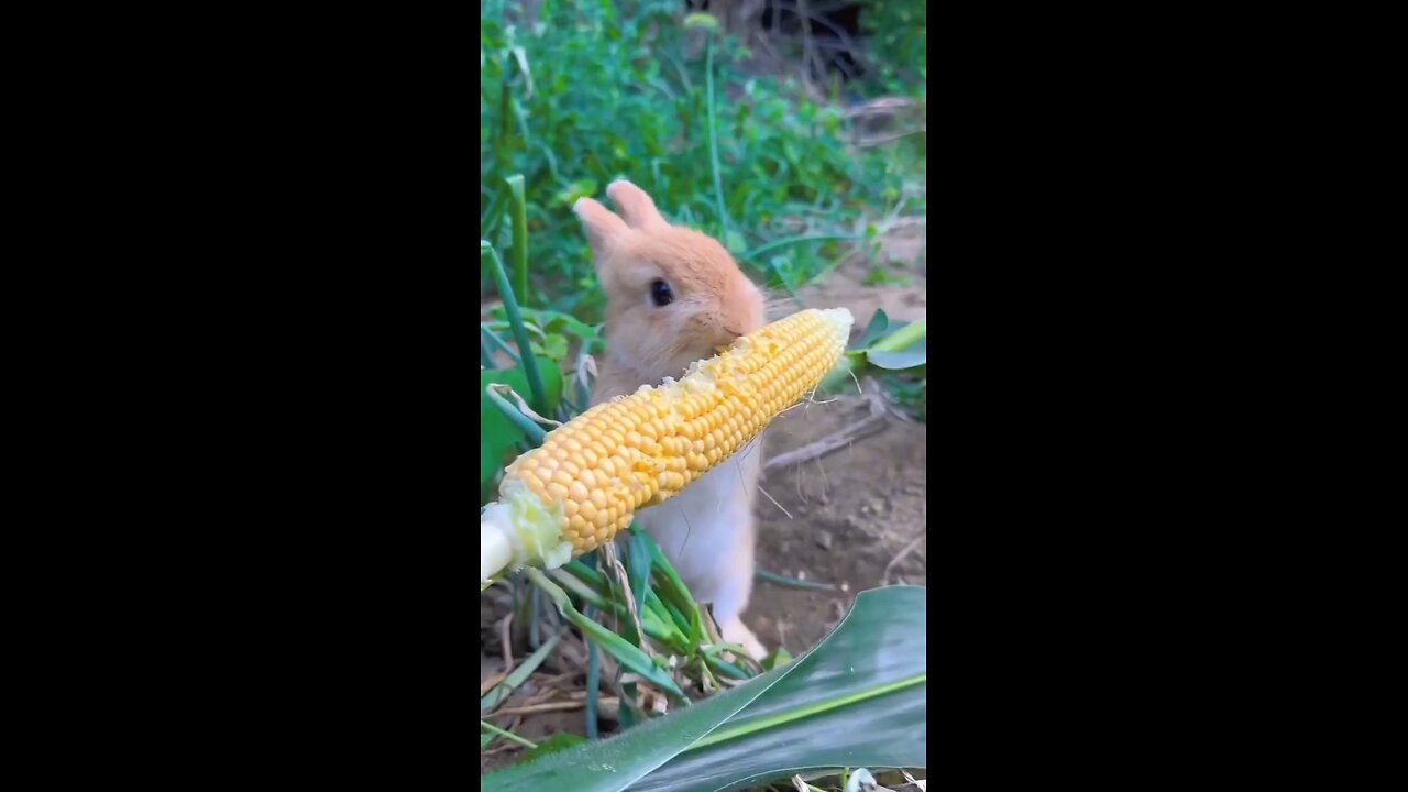 Funny animal videos | Cute animal videos | Funny rabbit videos | Hilarious pet videos | funny videos