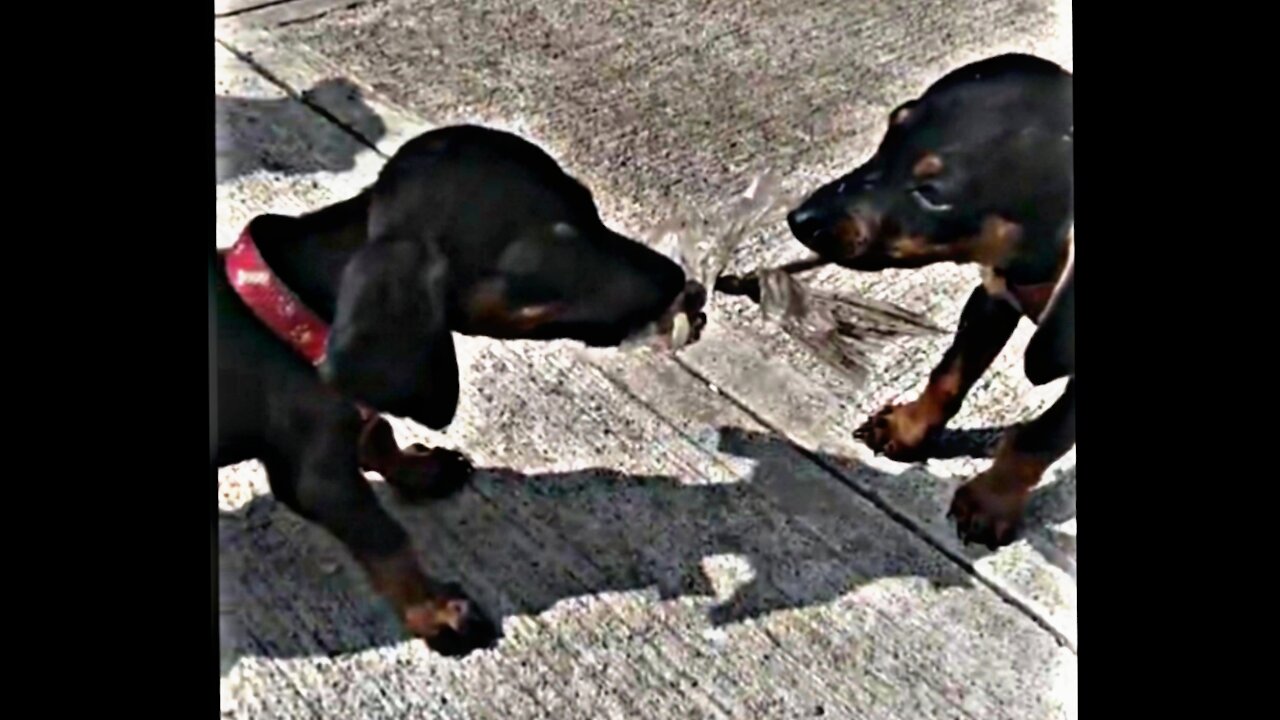 Cachorros salchichas jugando