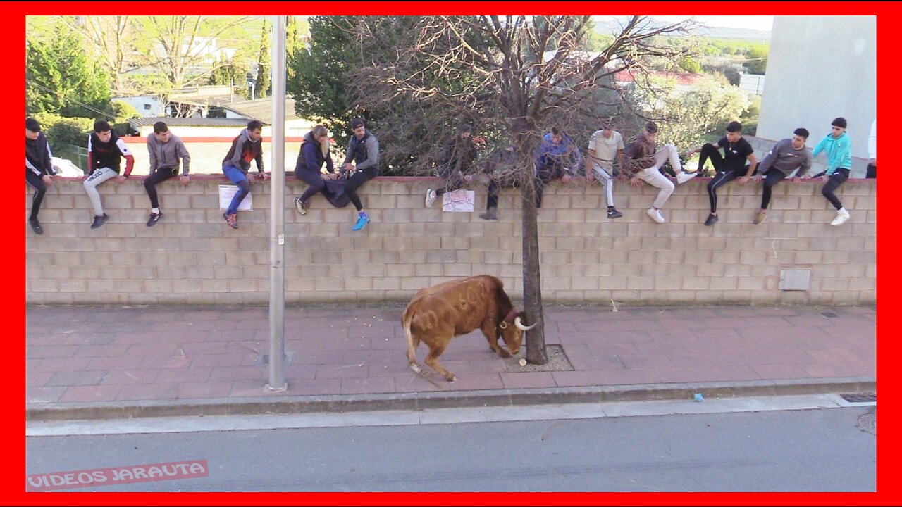 EL VILLAR DE ARNEDO ( LA RIOJA ) TARDE VACAS CALLE ( DOMINGO 26 MARZO 2023 ) GANAD.ALFONSO BASARTE