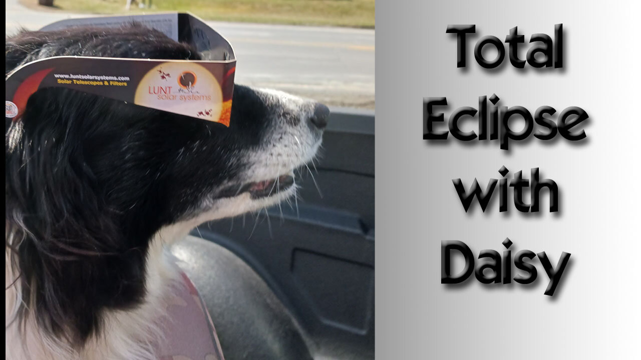 Total Solar Eclipse with Daisy Dog