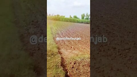 #desilifeofpunjab #youtubeshort #nature #green