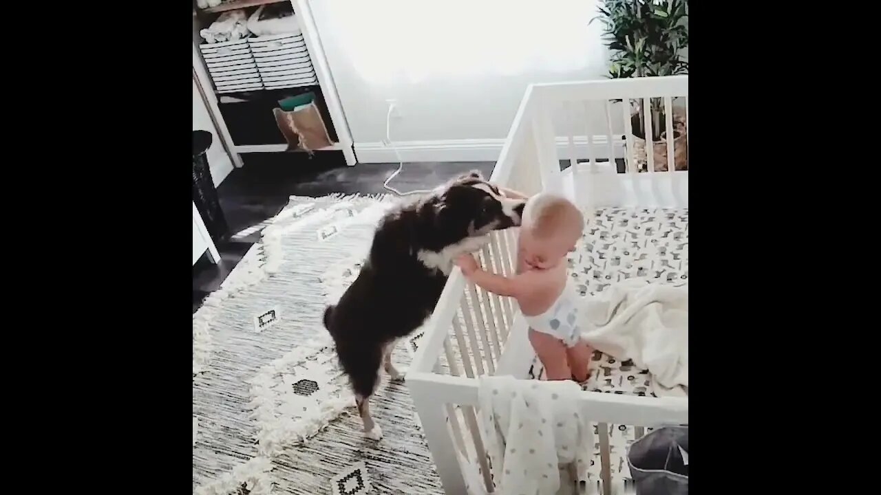Why every parent should have a nanny cam.🐕🐾👶❤️