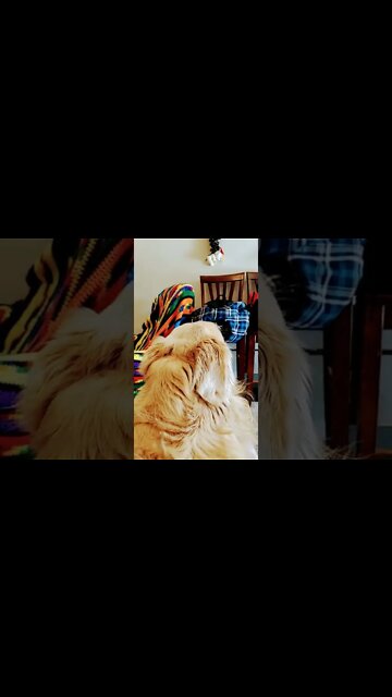 Why 2,000 MULES Blurred the dog.