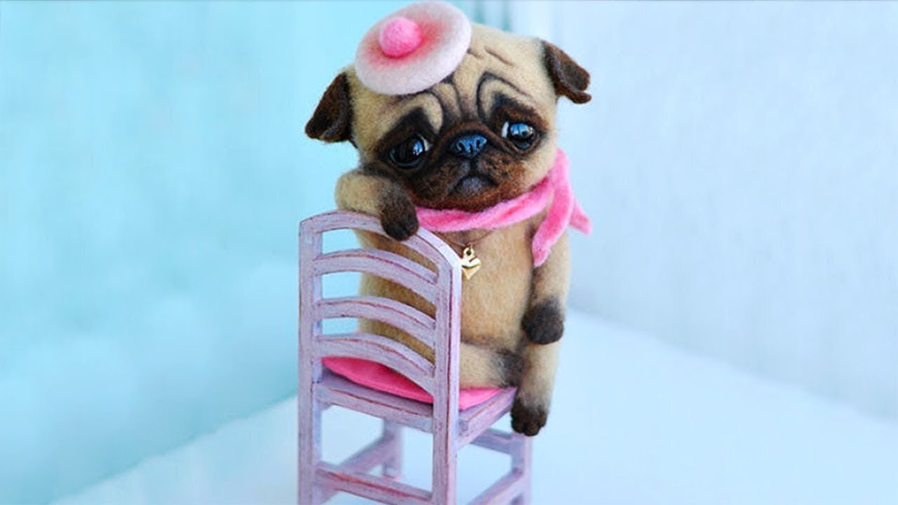 Cute TikTok Pets to Cure All Your bordem and Sadness