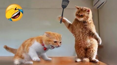 Funniest Cat Videos Compilation | Animalclip1