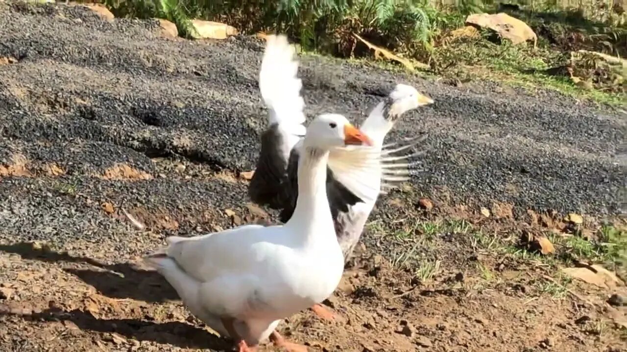 Female goose escapes enclosure to join mate who escaped