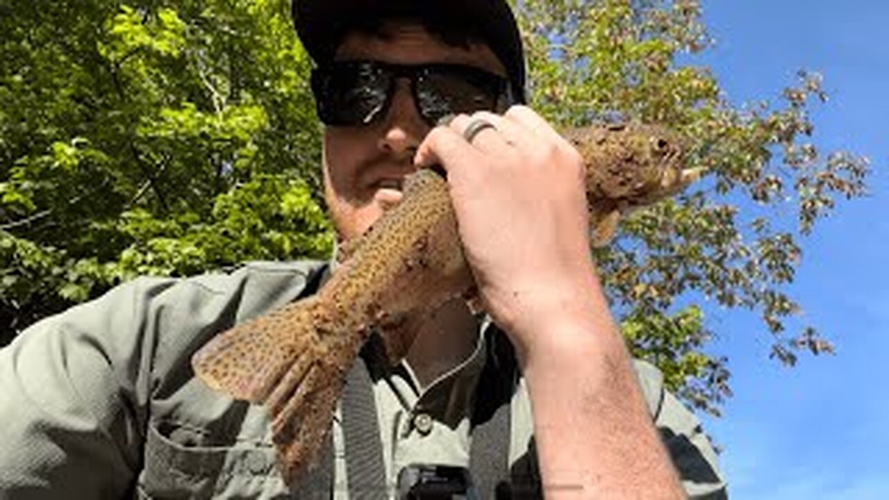 Late Summer Trout On The Williams River in West Virginia