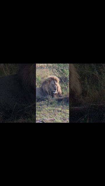 Maasai Mara Sightings Today 10/01/22 (Lions, Cheetah, Elephant, etc) | Zebra Plains | #shorts
