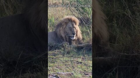 Maasai Mara Sightings Today 10/01/22 (Lions, Cheetah, Elephant, etc) | Zebra Plains | #shorts