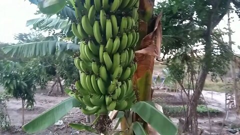 Que lindos cachos de banana pes de bananeiras e mostrando os cachos