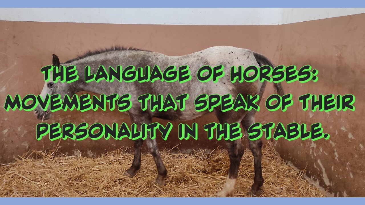 The language of horses: movements that speak of their personality in the stable.