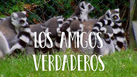 Quiero Demostrarte Cuál Es El Significado De La Verdadera Amistad