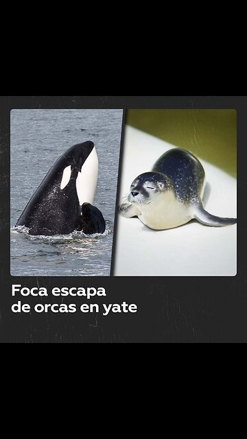 Foca perseguida por orcas logra escapar en un yate