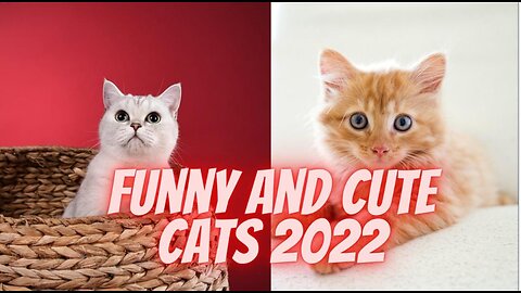 Funniest cats and dogs 2022| Funny and cute animal videos.