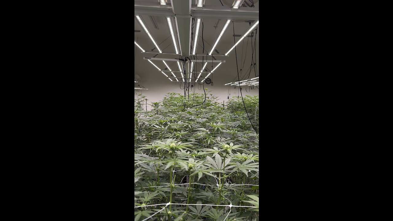 State of the art marijuana facility Cannabis on High Tech. Level!