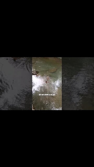 These ducks are asking to be fed. #nature #ducks #shortsvideo