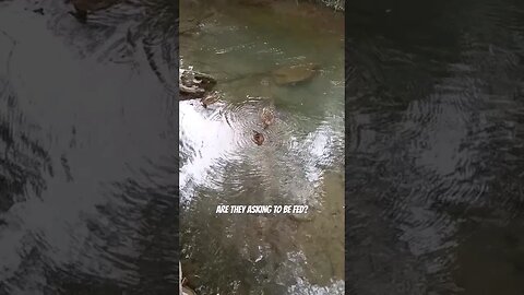 These ducks are asking to be fed. #nature #ducks #shortsvideo