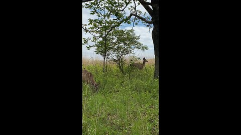 Wentzville Quail Ridge Park Deer 2