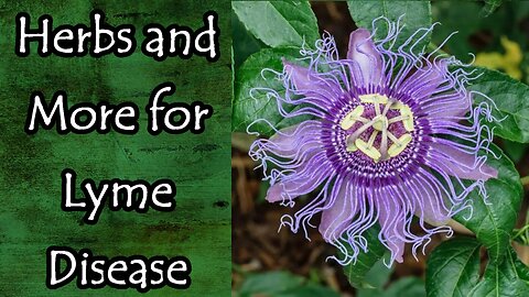 Herbs and More for Lyme Disease