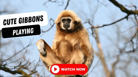 Cute Gibbons Playing!