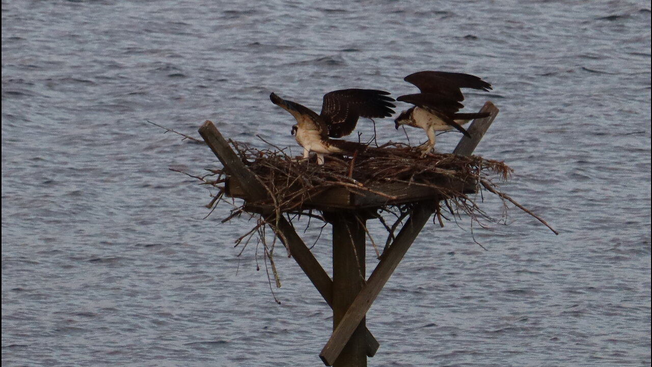 Osprey Pair with Juvies: Surry, VA 07-2023