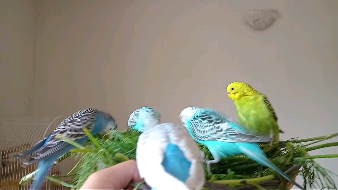 Budgies Eating Veg