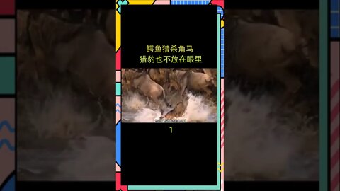 鳄鱼杀死角马，但猎豹不注意——鳄鱼、猎豹、角马、野生动物、动物世界、世界上的神奇