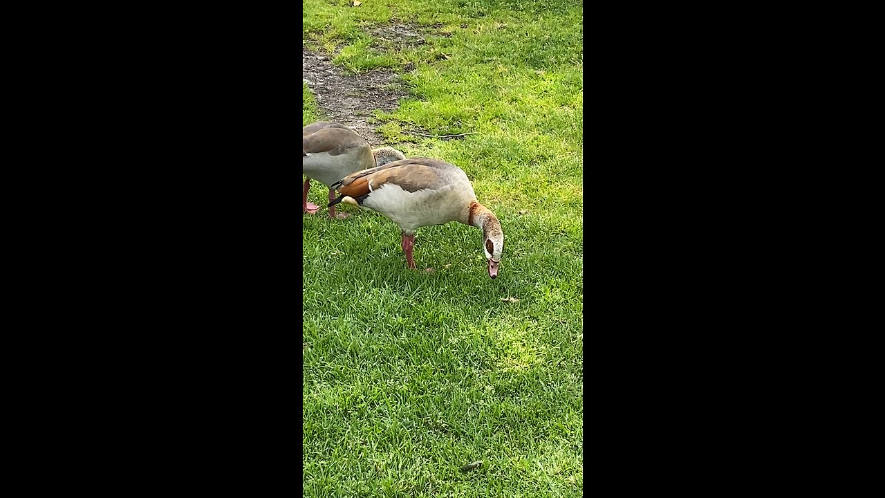 Two Egyptian Gooses And One Of Them Makes Noise #follow #followme #goose