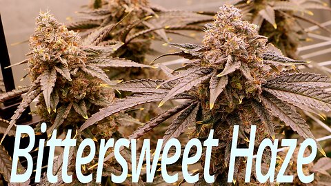 Bittersweet Haze: Weeks 7 & 8 Spider Farmer SE7000 Flower Room Update