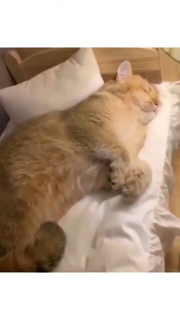 The cat sleeps with a bed