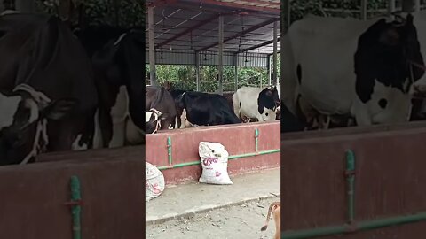 গরুর খামারে ছোট বাছুর