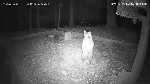 A mother and her baby raccoons ( listen to the kits chattering) Wildlife Cam 2 7/05/21