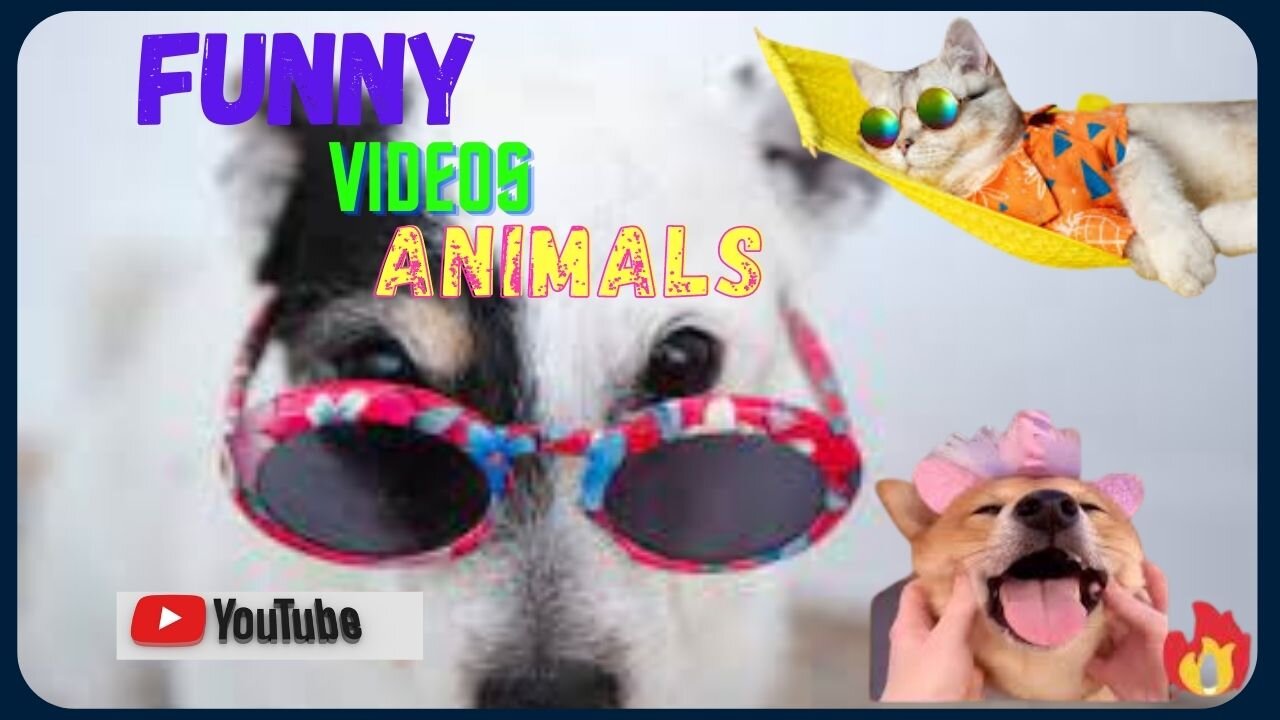 Animals Crazy Moments | Episode 155