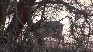 Dik Dik Eating