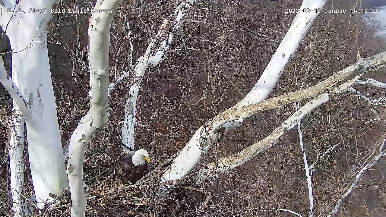 USS Eagles - Dad moves large stick and places it
