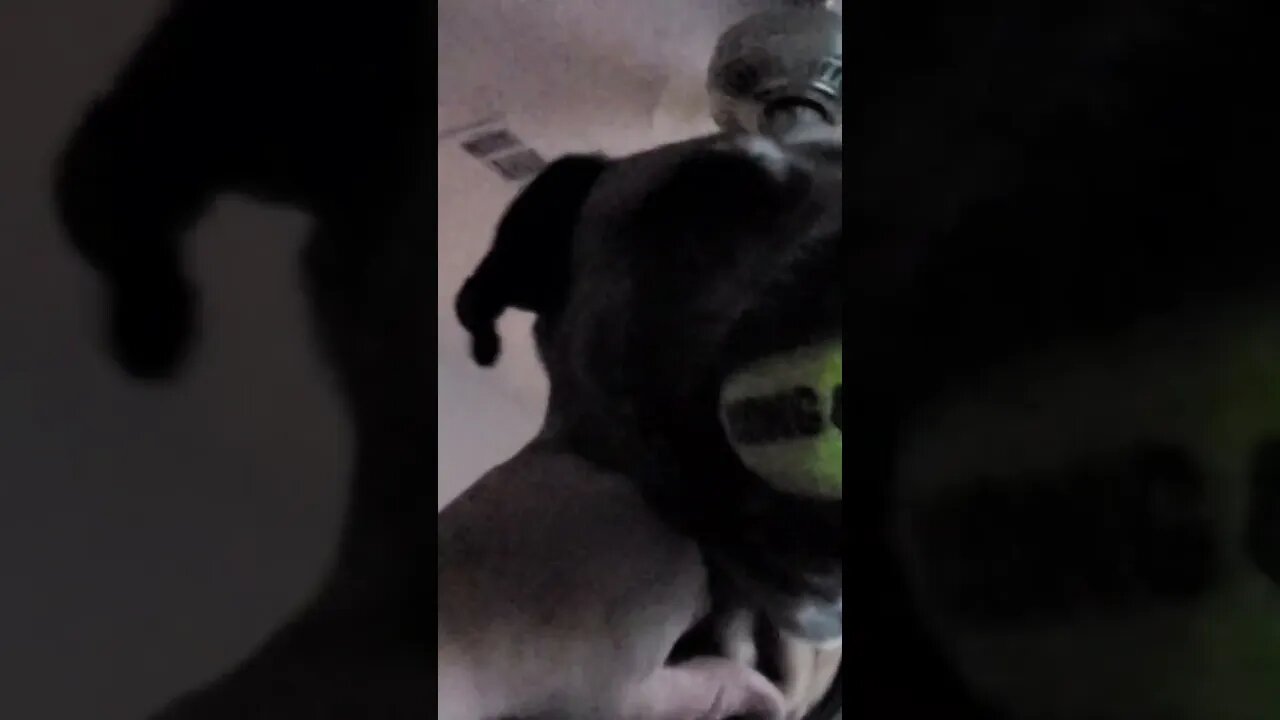 WAKE UP!! I found my ball!!!