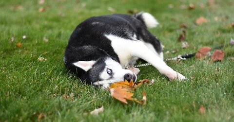 Husky Laying