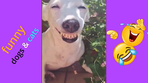 Funniest Animals Video - Funny Dogs And Cats