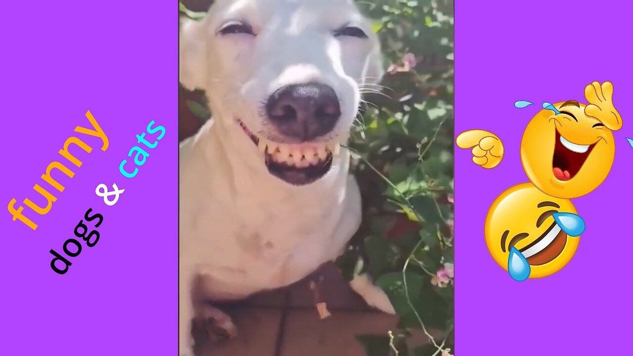 Funniest Animals Video - Funny Dogs And Cats