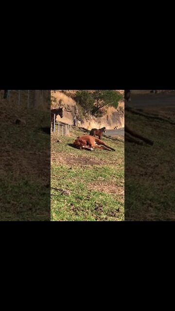 Lovely horse gets up from his rest in the morning winter sun