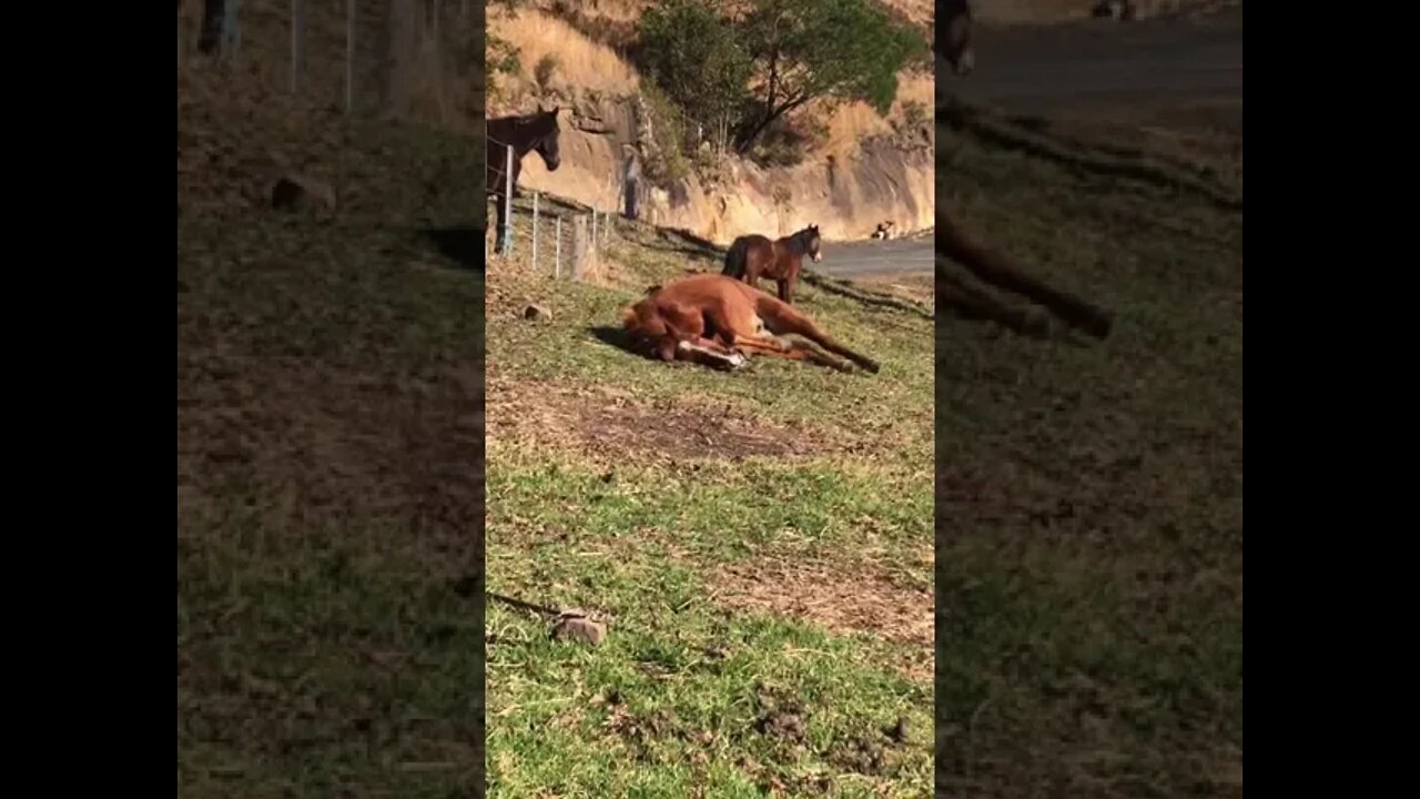 Lovely horse gets up from his rest in the morning winter sun