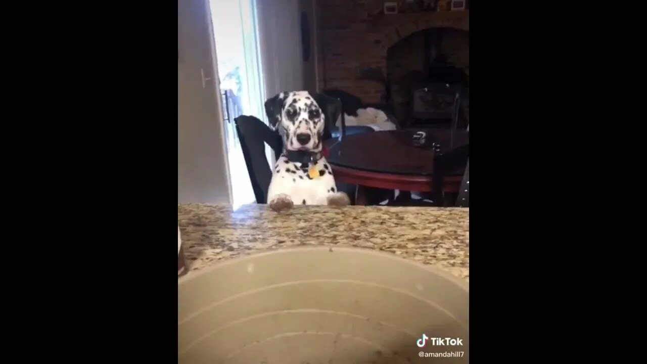 When you find a new way to entertain yourself and the dog