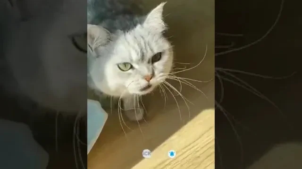 cute cat videos 😹 funny videos 😂 978 😻#shorts #shortsfunny #cutecat #catvideos #cats #catscare #cat